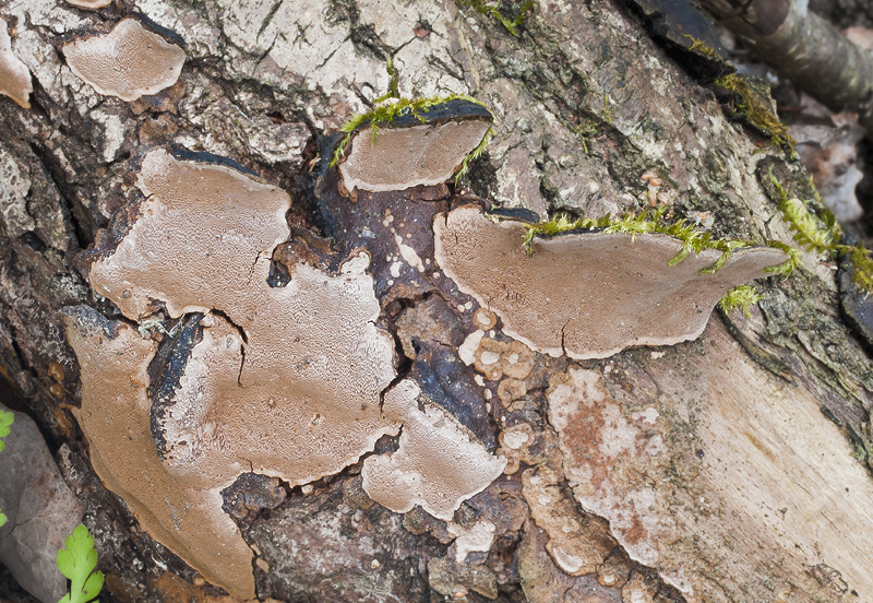 Phellinus conchatus